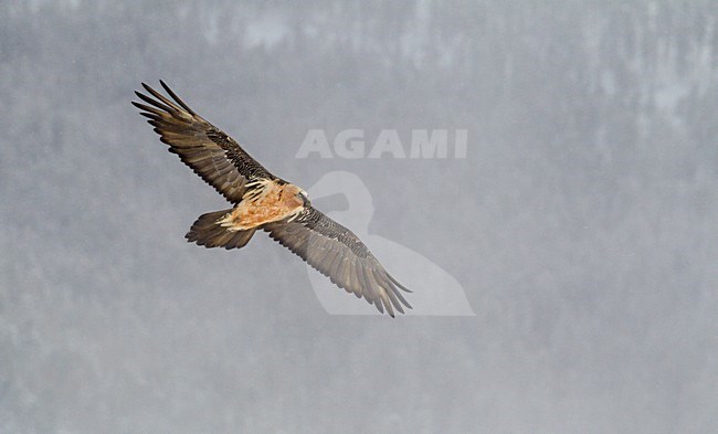 Volwassen Lammergier in de vlucht; Adult Bearded Vulture in flight stock-image by Agami/Markus Varesvuo,