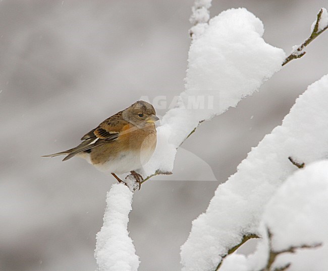 Brambling perched on snow covered branch; Keep zittend op besneeuwde tak stock-image by Agami/Arie Ouwerkerk,