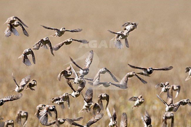 Huismus groep in vlucht, House Sparrow group in flight stock-image by Agami/Wil Leurs,