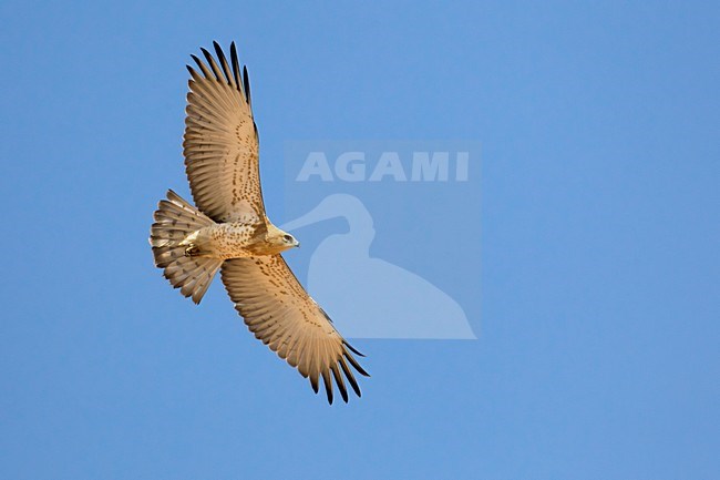 Juveniele Slangenarend in flight; Juvenile Short-toed Eagle in flight stock-image by Agami/Daniele Occhiato,