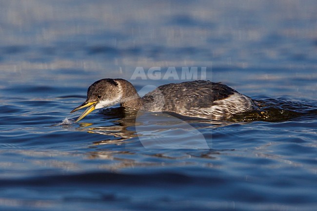 Roodhalsfuut zwemmend in Italiaanse haven; Red-necked Grebe swimming in Italian harbour stock-image by Agami/Daniele Occhiato,