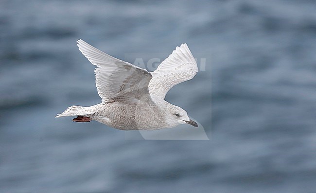 Kumliens Meeuw, Kumlien's Gull, Larus glaucoides kumlieni stock-image by Agami/Chris van Rijswijk,