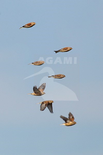 Flying flock of Linnet (Linaria cannabina) in the Netherlands. stock-image by Agami/Harvey van Diek,