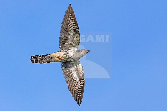 Common Cuckoo (Cuculus canorus) in Italy. stock-image by Agami/Daniele Occhiato,