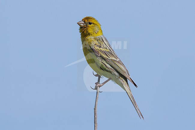 Atlantic Canary (Serinus canaria) taken the 27/03/2023 at Teneriffe. stock-image by Agami/Nicolas Bastide,