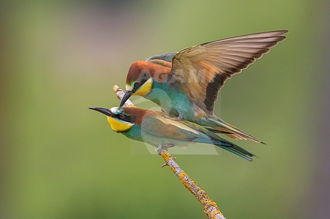 Bijeneters parend, European Bee-eater mating stock-image by Agami/Daniele Occhiato,