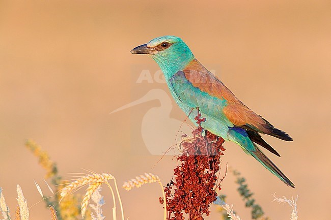 European Roller (Coracias garrulus), side view of an adult female perched on a Rumex crispus, Campania, Italy stock-image by Agami/Saverio Gatto,