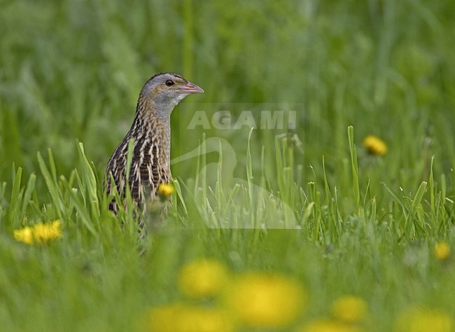 Corn Crake standing in grassland; Kwartelkoning staand in grasland stock-image by Agami/Jari Peltomäki,