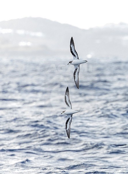 Bermuda Petrel, Pterodroma cahow, off the coast near the colony on Nonsuch island, Bermuda. Birds in flight. Displaying petrels at sea. stock-image by Agami/Marc Guyt,