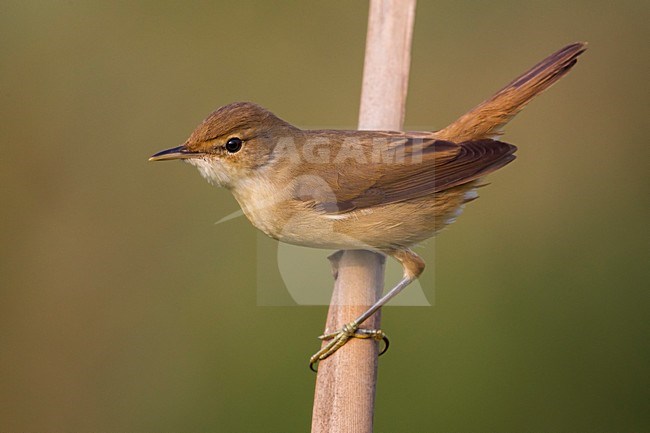 Kleine Karekiet; Reed Warbler stock-image by Agami/Daniele Occhiato,