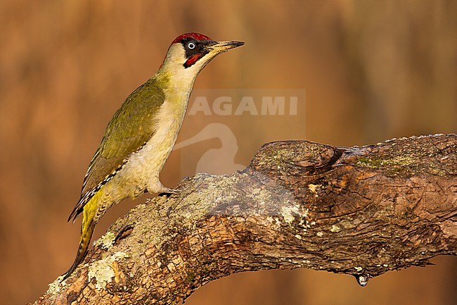 European Green Woodpecker, Picus viridis, in Italy. stock-image by Agami/Daniele Occhiato,