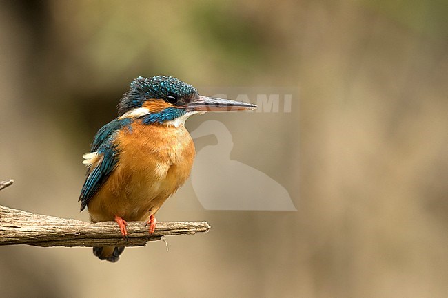Ijsvogel; Kingfisher stock-image by Agami/Walter Soestbergen,
