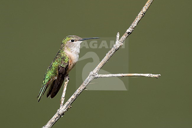 Adult female
Boulder Co., CO
June 2023 stock-image by Agami/Brian E Small,