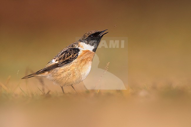 Wintering male European Stonechat (Saxicola rubicola) in Italy. Singing from the ground. stock-image by Agami/Daniele Occhiato,