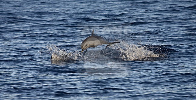 Pantropical Spotted Dolphin, Stenella attenuata stock-image by Agami/Marc Guyt,