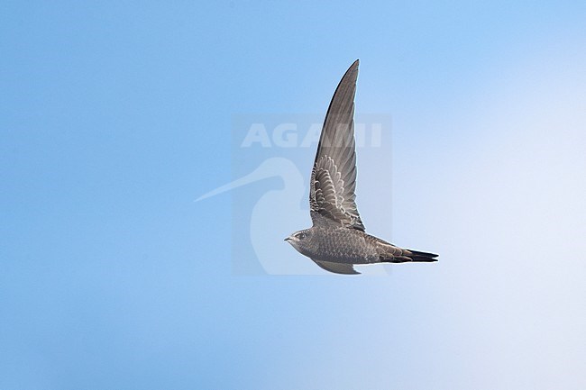 Juvenile Common Swift (Apus apus) in flight on migration at Falsterbo, Sweden. stock-image by Agami/Helge Sorensen,