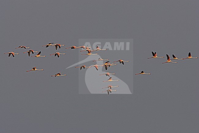 Flamingo in vlucht; Greater Flamingo in flight stock-image by Agami/Menno van Duijn,