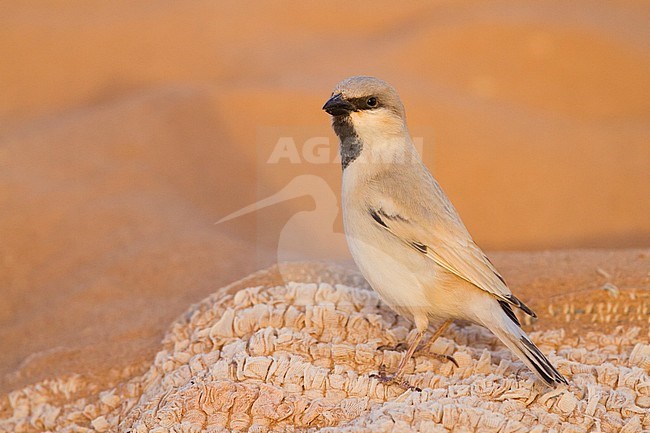 Desert Sparrow - WÃ¼stensperling - Passer simplex ssp. saharae, adult male, Morocco stock-image by Agami/Ralph Martin,