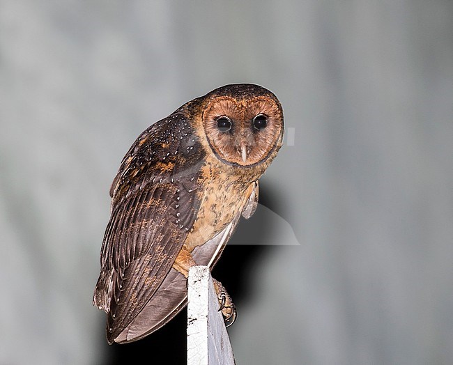 Lesser Antillean Barn Owl (Tyto alba insularis) in the Lesser Antilles. A dark local subspecies perched in an urban area. stock-image by Agami/Pete Morris,