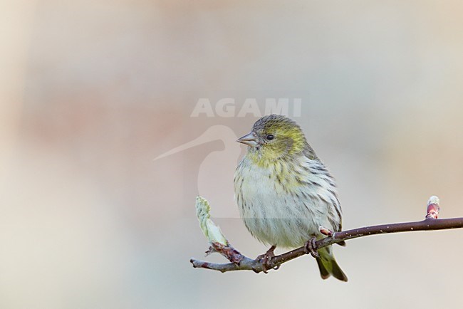 Vrouwtje Sijs op een tak; Female Eurasian Siskin perched on a branch stock-image by Agami/Markus Varesvuo,