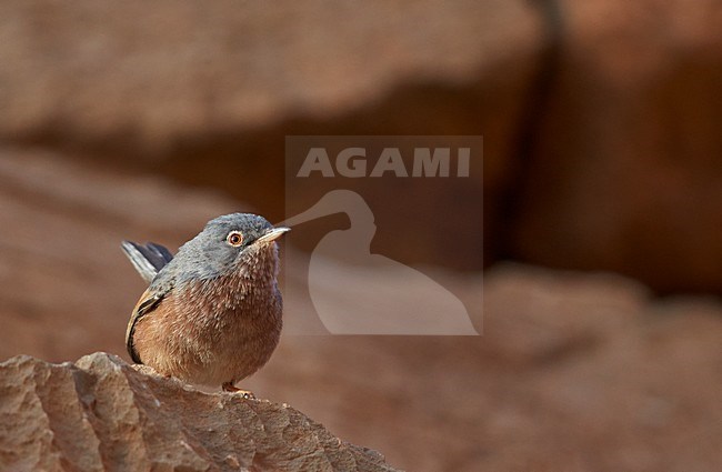 Male Tristram's Warbler (Curruca deserticola) perched on the ground. stock-image by Agami/Markus Varesvuo,