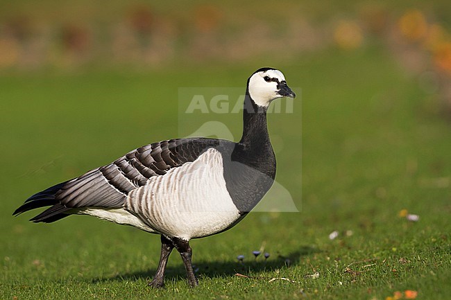 Barnacle Goose - Nonnengans - Branta leucopsis, Germany, adult stock-image by Agami/Ralph Martin,