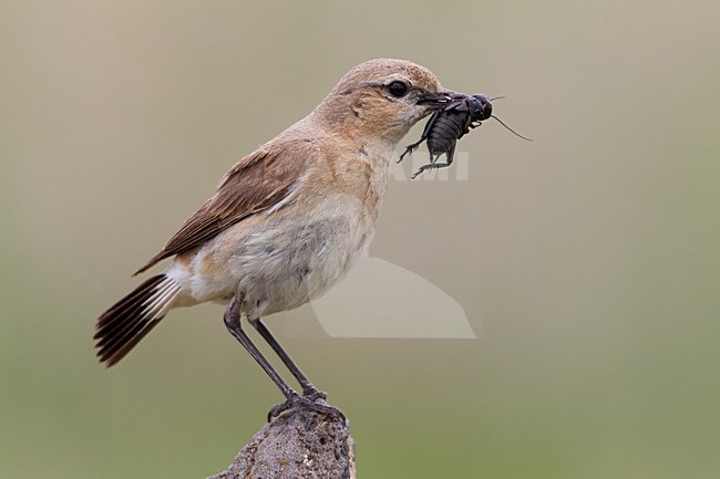 Izabeltapuit met grote krekel; Isabelline Wheatear with large cricket stock-image by Agami/Daniele Occhiato,