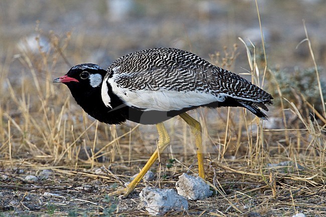 Mannetje Botswanatrap, Male White-quilled Bustard stock-image by Agami/Wil Leurs,