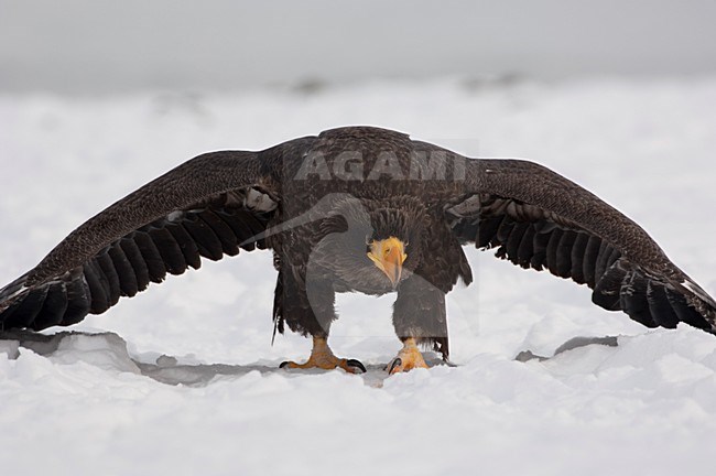Onvolwassen Steller-zeearend, Juvenile Stellers Sea-eagle stock-image by Agami/Sergey Gorshkov,