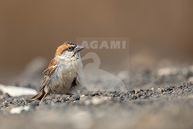 Male Iago Sparrow (Passer iagoensis) sitting on the ground, with a brown background, in Cape Verde. stock-image by Agami/Sylvain Reyt,