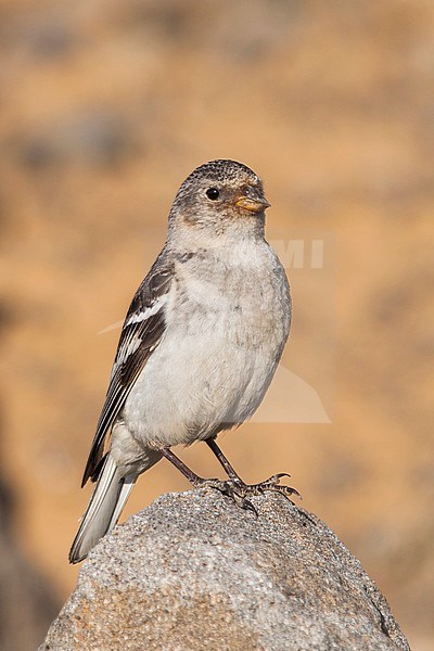 Snow Bunting - Schneeammer - Plectrophenax nivalis ssp. insulae, Iceland, adult female stock-image by Agami/Ralph Martin,