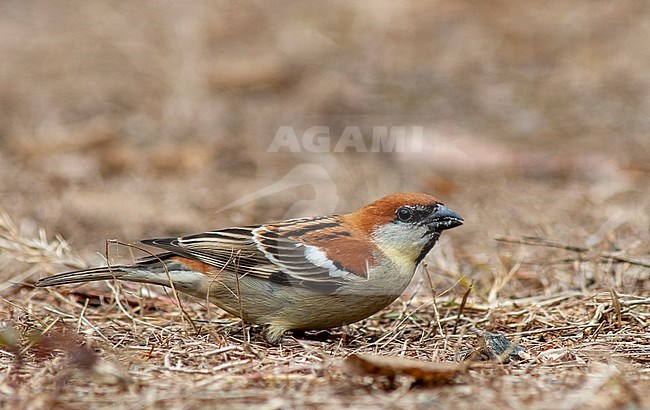 Wintering Russet Sparrow (Passer rutilans) foraging on the ground in Asia. Also known as Cinnamon Sparrow. stock-image by Agami/Marc Guyt,