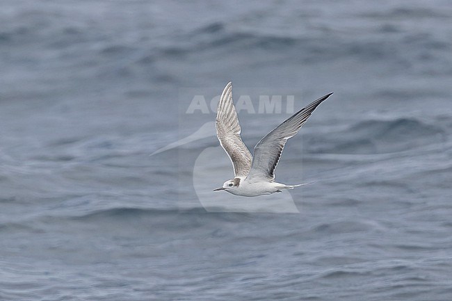 Immature Aleutian Tern (Onychoprion aleuticus) in Papua New Guinea. Probably second summer bird. stock-image by Agami/Pete Morris,