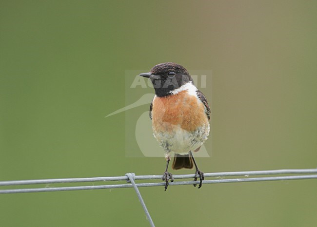 Roodborsttapuit mannetje zittend op draad; European Stonechat male perched on wire stock-image by Agami/Reint Jakob Schut,