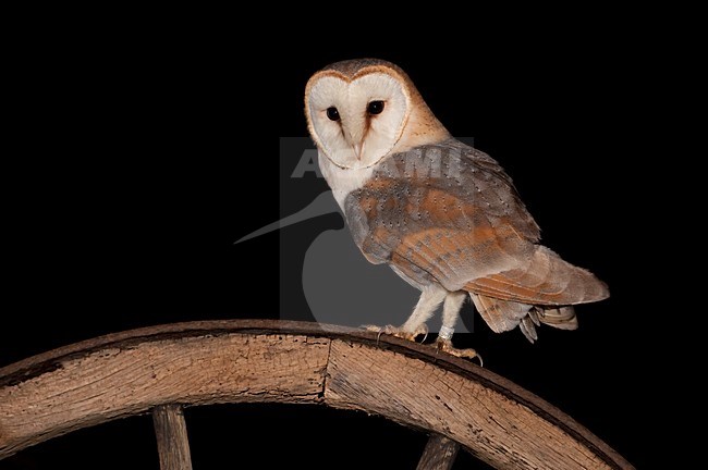 Kerkuil in schuur; Barn Owl in a barn stock-image by Agami/Han Bouwmeester,