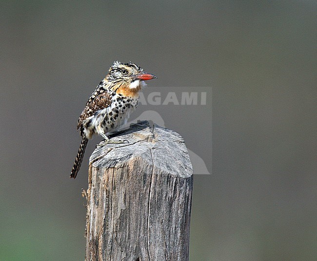 Spot-backed Puffbird (Nystalus maculatus maculatus) perched on wooden pole in Brazil. stock-image by Agami/Andy & Gill Swash ,