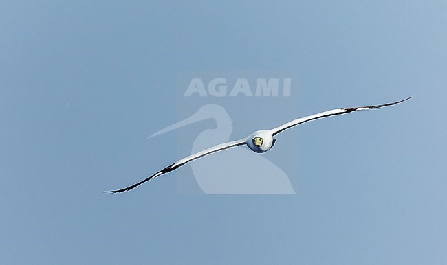 Adult Masked Booby (Sula dactylatra) at sea in the Pacific Ocean, around the Solomon Islands. stock-image by Agami/Marc Guyt,