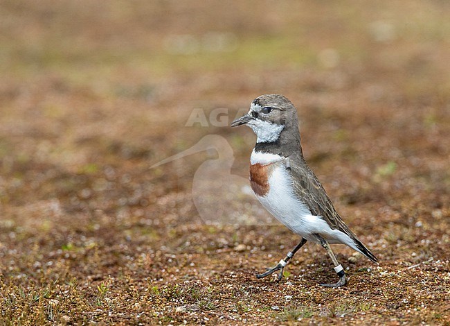 Double-banded plover (Charadrius bicinctus bicinctus) in New Zealand. Also known as the Banded Dotterel or Pohowera. stock-image by Agami/Marc Guyt,