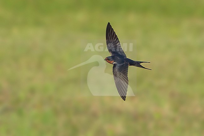 Adult American Barn Swallow (Hirundo rustica erythrogaster) in flight Galveston County, Texas, United States. stock-image by Agami/Brian E Small,