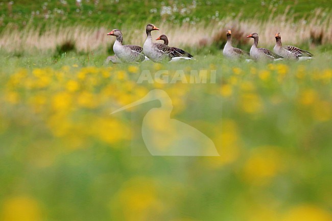 grauwe gans tussen paardenbloemen; Grey Goose among dandelions stock-image by Agami/Chris van Rijswijk,