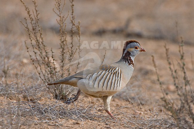 Barbarijse Patrijs; Barbary Partridge stock-image by Agami/Daniele Occhiato,