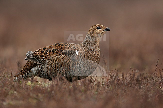 Vrouwtje Korhoen op de grond; Female Black Grouse on the ground stock-image by Agami/Chris van Rijswijk,