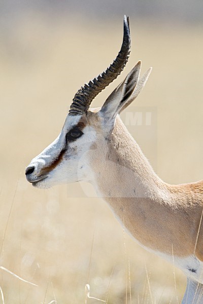 Springbok closeup van kop Namibie, Springbok close up of head stock-image by Agami/Wil Leurs,