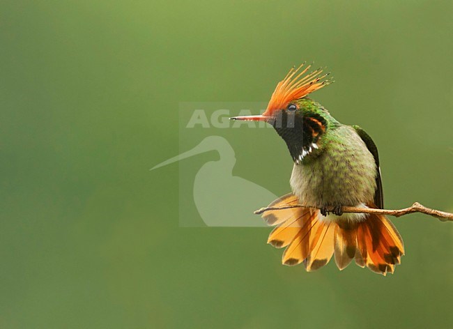 Vuurkuifkoketkolibrie staart gespreid, Rufous-Crested Coquette tail spread stock-image by Agami/David Hemmings,