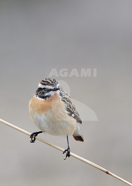 Volwassen mannetje Paapje in zomerkleed; Adult male Winchat in breeding plumage stock-image by Agami/Markus Varesvuo,