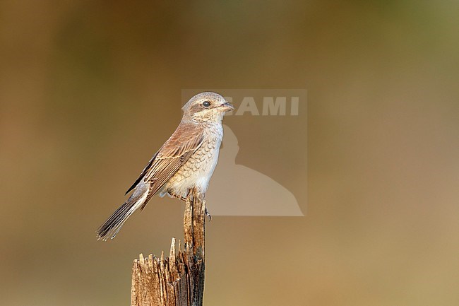 Grauwe Klauwier vrouw zittend op paaltje, Red-backed Shrike female stting on a branch, stock-image by Agami/Walter Soestbergen,