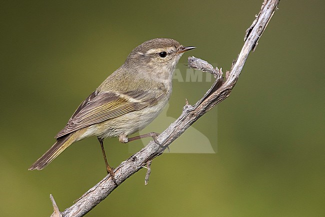 Humes Bladkoning, Hume's Leaf Warbler, Phylloscopus humei stock-image by Agami/Daniele Occhiato,