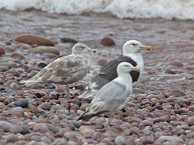 Second calendar year Glaucous Gull (Larus hyperboreus hyperboreus) standing on a pebbles beach in Norfolk, England, during summer. stock-image by Agami/Andy & Gill Swash ,