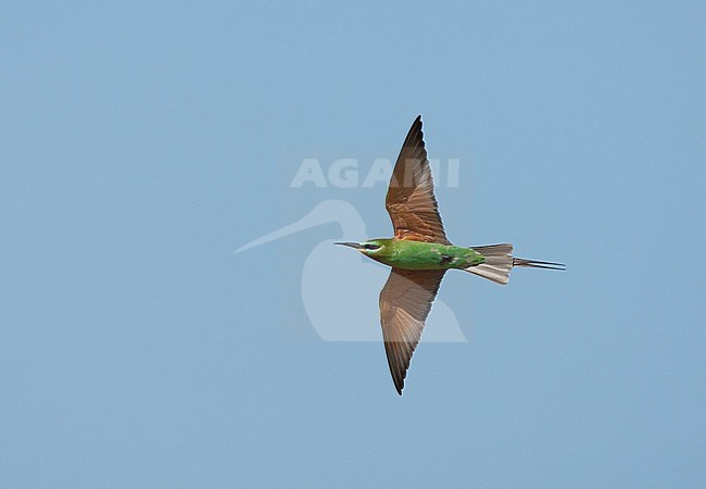 Adult African Blue-cheeked Bee-eater (Merops persicus chrysocercus) wintering in the Gambia. stock-image by Agami/Roy de Haas,