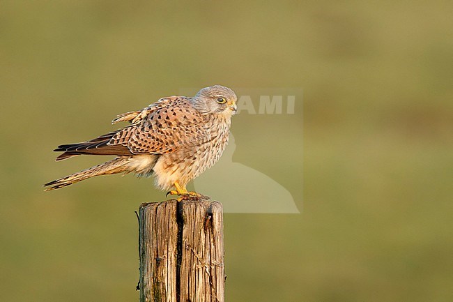 Torenvalk; Common Kestrel; stock-image by Agami/Walter Soestbergen,